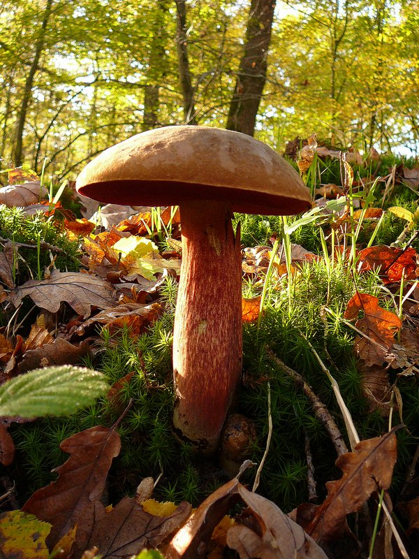 Boletus erythropus Bolet à pied rouge 001